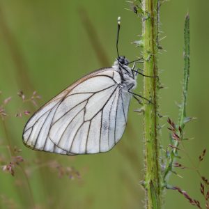 Baumweißling auf Distel