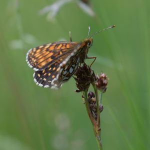 Wachtelweizen-Scheckenfalter auf Gras