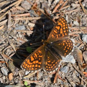 Wachtelweizen-Scheckenfalter auf Waldboden