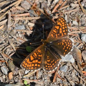 Wachtelweizen-Scheckenfalter auf Waldboden