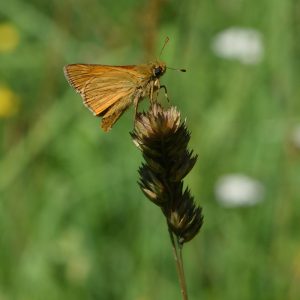 Rostfarbiger Dickkopffalter auf Gras