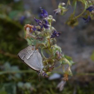 Blauer Eichenzipfelfalter auf Glockenblume