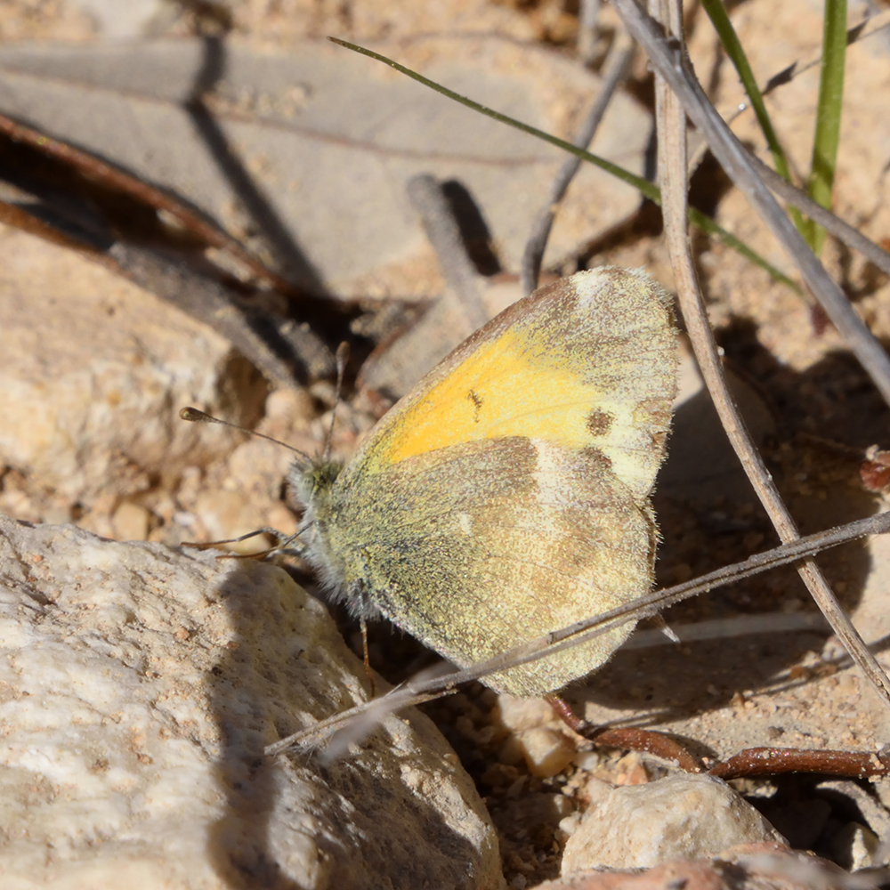 Dainty Sulphur am Boden (Bandera Co., Texas)