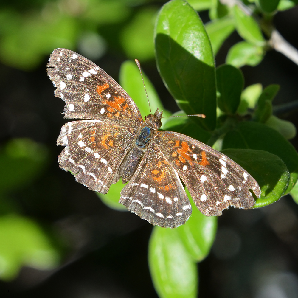Texan Crescent auf Strauch (Bandera Co., Texas)