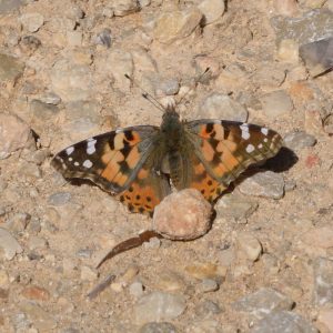 Painted Lady am Boden (Bandera Co., Texas)