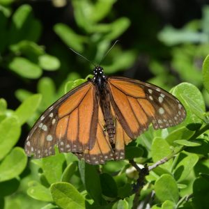 Monarch auf Strauch (Bandera Co., Texas)