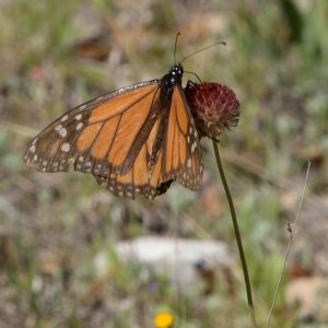 Monarch auf Strahlloser Kokardenblume (Bandera Co., Texas)