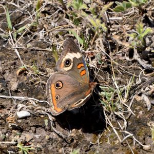 Common Buckeye am Boden (Uvalde Co., Texas)