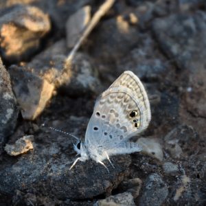 Reakirt's Blue am Boden (Val Verde Co., Texas)