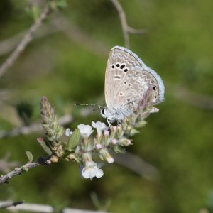 Reakirt's Blue auf Wildblume (Terrell Co., Texas)