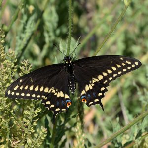 Black Swallowtail auf Wildblume (Terrell Co., Texas)