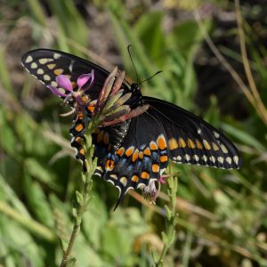 Black Swallowtail auf Wildblume (Terrell Co., Texas)