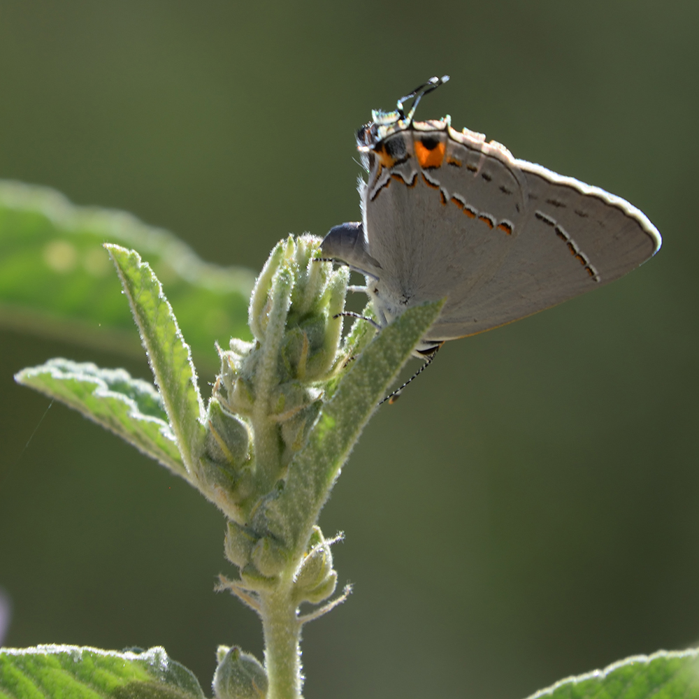 Gray Hairstreak auf Wildblume (Brewster Co., Texas)