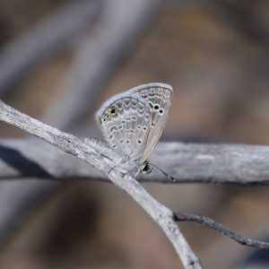 Reakirt's Blue auf Strauch (Brewster Co., Texas)