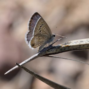 Reakirt's Blue auf Agave (Brewster Co., Texas)