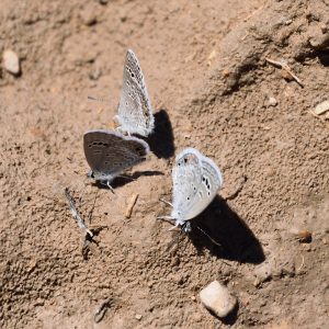 Reakirt's Blue am Boden (Pecos Co., Texas)