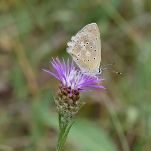 Zahnflügel-Bläuling auf Flockenblume