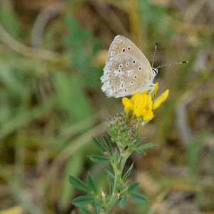 Zahnflügel-Bläuling auf gewöhnlichem Hornklee