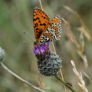 Roter Scheckenfalter auf Flockenblume