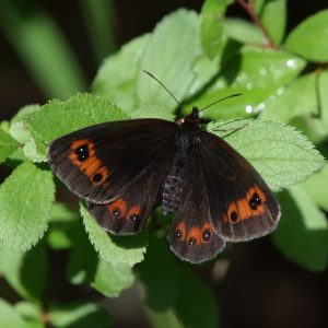 Graubindiger Mohrenfalter auf Schlehe