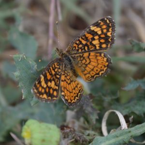 Vesta Crescent auf Strauch (Pecos Co., Texas)