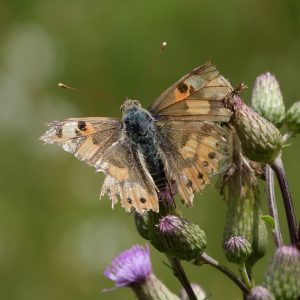 Distelfalter auf Acker-Kratzdistel