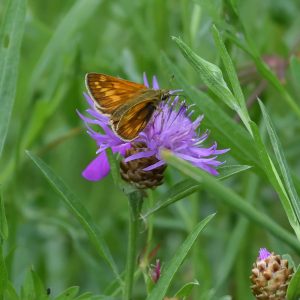 Rostfarbiger Dickkopffalter auf Flockenblume