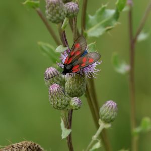 Kleines Fünffleck-Widderchen auf Acker-Kratzdistel