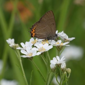 Ulmen-Zipfelfalter auf Sumpfgarbe