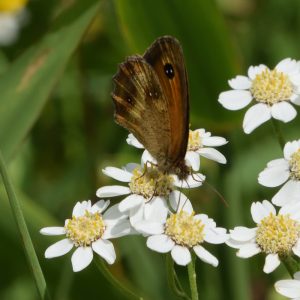 Rotbraunes Ochsenauge auf Sumpfgarbe