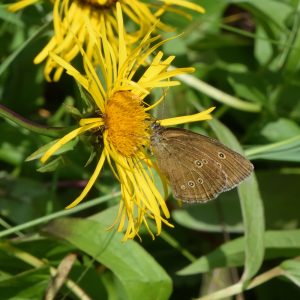 Brauner Waldvogel auf Weidenblättrigem Alant