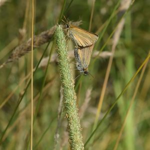 Braunkolbiger Braundickkopffalter auf Gras