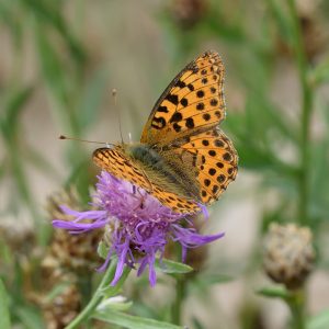 Kleiner Perlmutterfalter auf Flockenblume