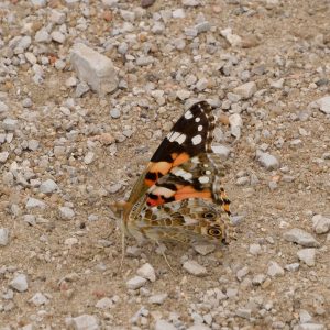 Distelfalter auf Boden