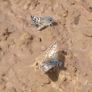 Burnsius communis / albescens (Grote, 1872 / Plötz, 1884) Common Checkered Skipper / White Checkered Skipper