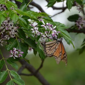 Monarch auf Baum (Pecos Co., Texas)