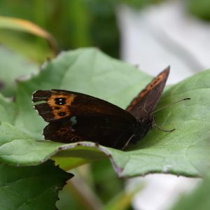 Weißbindiger Mohrenfalter auf Pestwurz