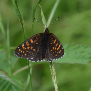 Baldrian-Scheckenfalter auf Gras