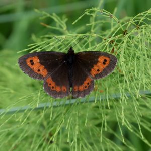 Weißbindiger Bergwald-Mohrenfalter (Erebia euryale) auf Zinnkraut