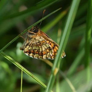 Wachtelweizen-Scheckenfalter auf Gras