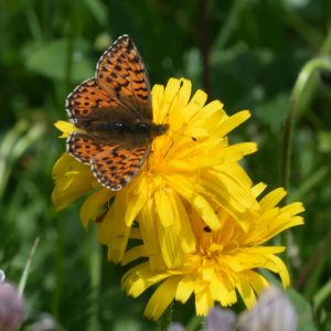 Kleiner Hochalpen-Perlmutterfalter auf Wildblume