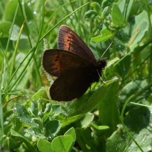 Knochs Mohrenfalter (Erebia epiphron) auf Wiese