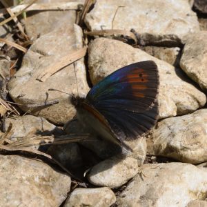 Schillernder Mohrenfalter auf Stein