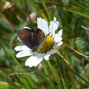 Schillernder Mohrenfalter auf Wildblume