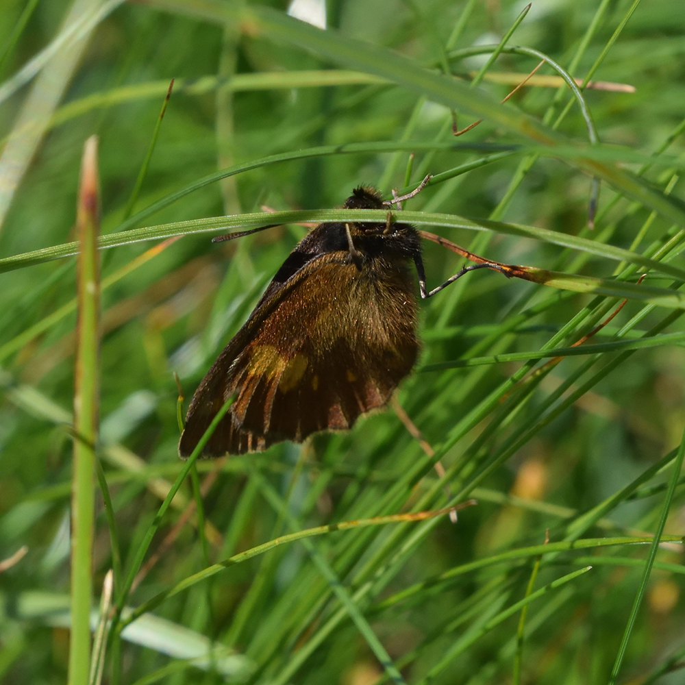 Gelbgefleckter Mohrenfalter (Erebia manto) auf Gras