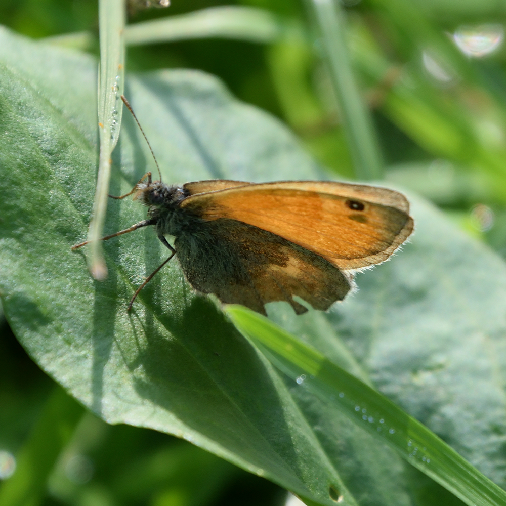 Kleines Wiesenvögelchen auf Wiese