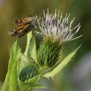 Komma-Dickkopffalter auf Kohldistel