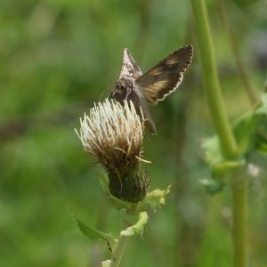 Gammaeule auf Kohldistel