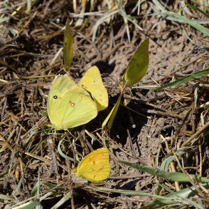 Southern Dogface und andere Falter (Pecos Co., Texas)