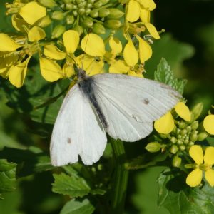 Kleiner Kohlweißling auf Rapsblüte